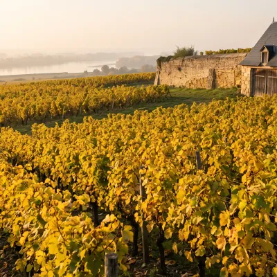 Chenin, romorantin, pineau d'Aunis : la Loire au-delà du sauvignon