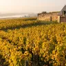 Chenin, romorantin, pineau d'Aunis : la Loire au-delà du sauvignon