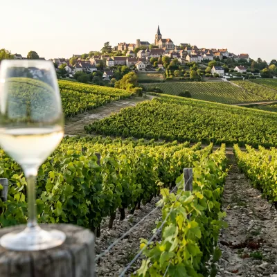 Sancerre au-delà du cliché : comprendre un grand blanc de Loire