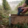 Vin nature, bio, biodynamie : ce que ces mots veulent vraiment dire